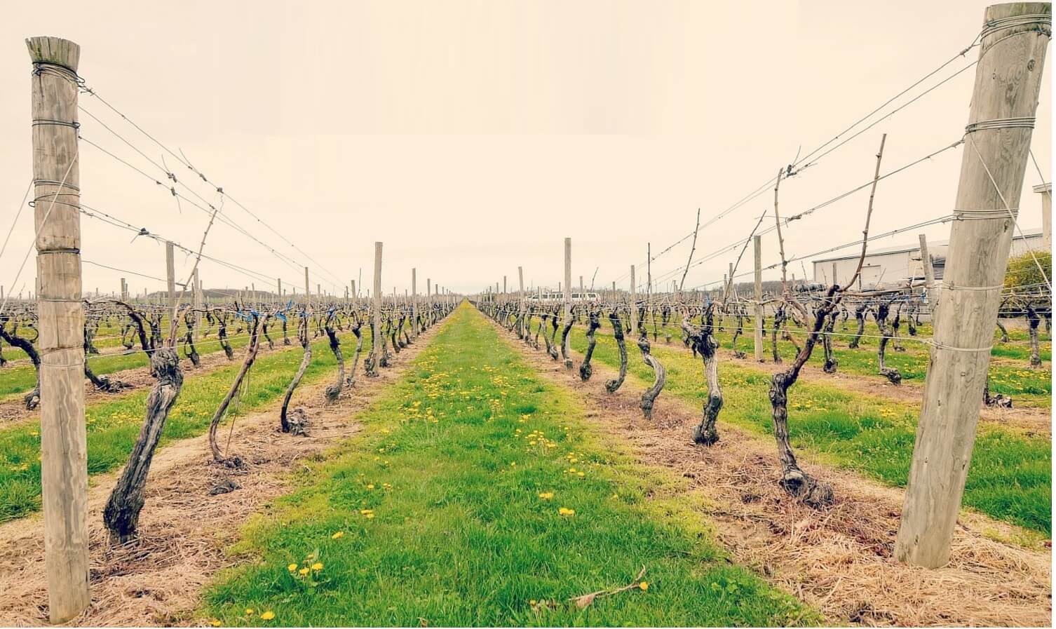 Long Island Wine Trails