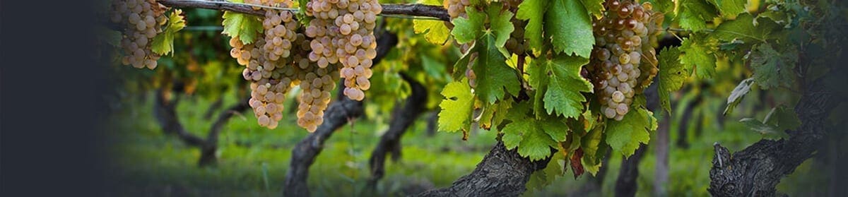 North Fork Vineyard Tours