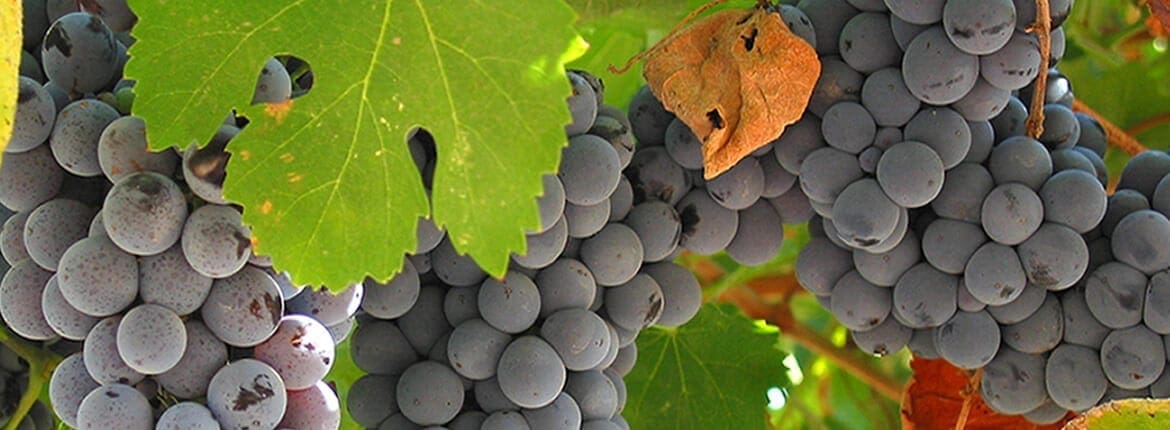 Long Island Wine Tours