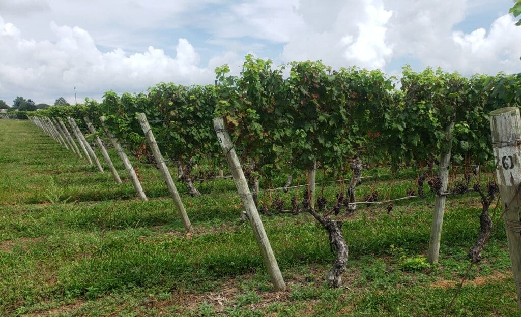 Long Island Grape Vines - Long Island Vineyard Tours