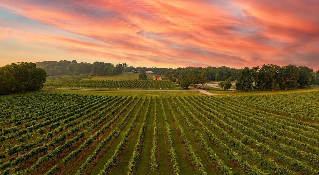 Long Island Vineyard Tours with LI Vineyard Tours
