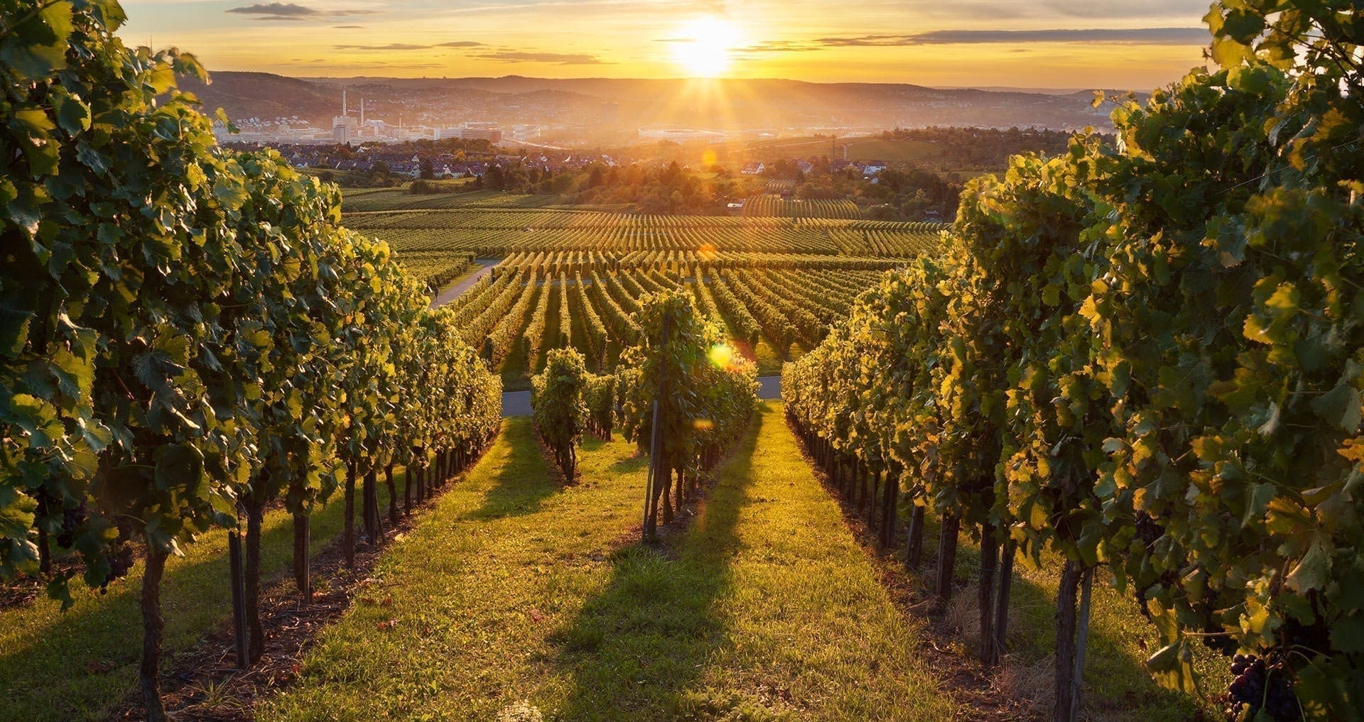 Wine Tours Long Island New York